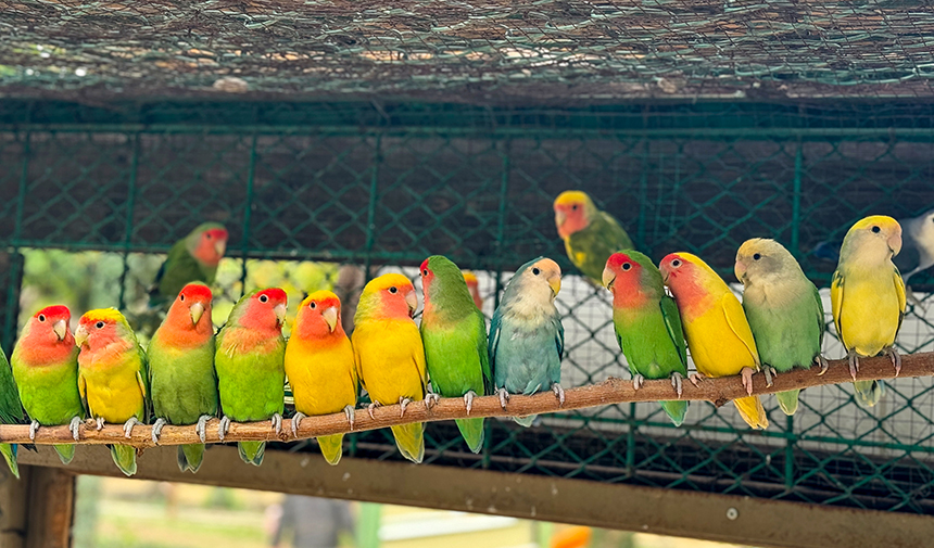 Antalya'nın pitonları özel yaşam koşulları altında ziy (3)