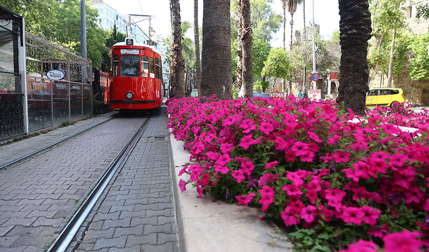 Antalya Yazlık Çiçek (1)