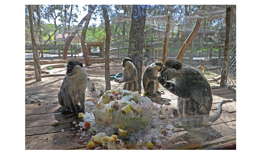 Antalya'da Doğal Yaşam Parkındaki Hayvanlara Buzlu Meyve Ve Fıskiyeli Serinlik (5)
