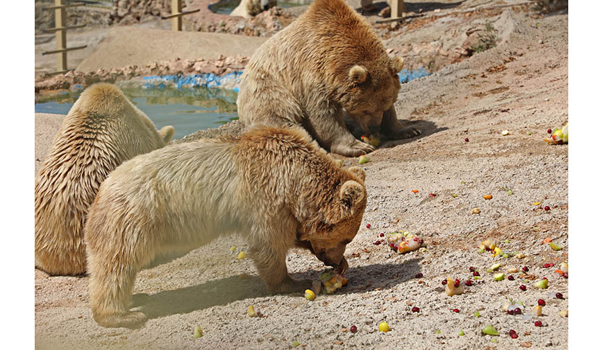 Antalya'da Doğal Yaşam Parkındaki Hayvanlara Buzlu Meyve Ve Fıskiyeli Serinlik (8)