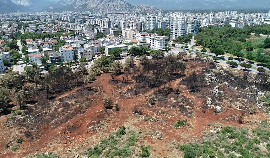 Başkan Kotan'dan 'Yanan Alan Yeniden Ağaçlandırılsın' Girişimi (5)