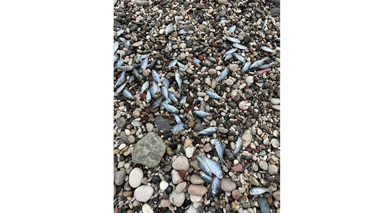 Konyaaltı Sahili'nde Balık Ölümleri