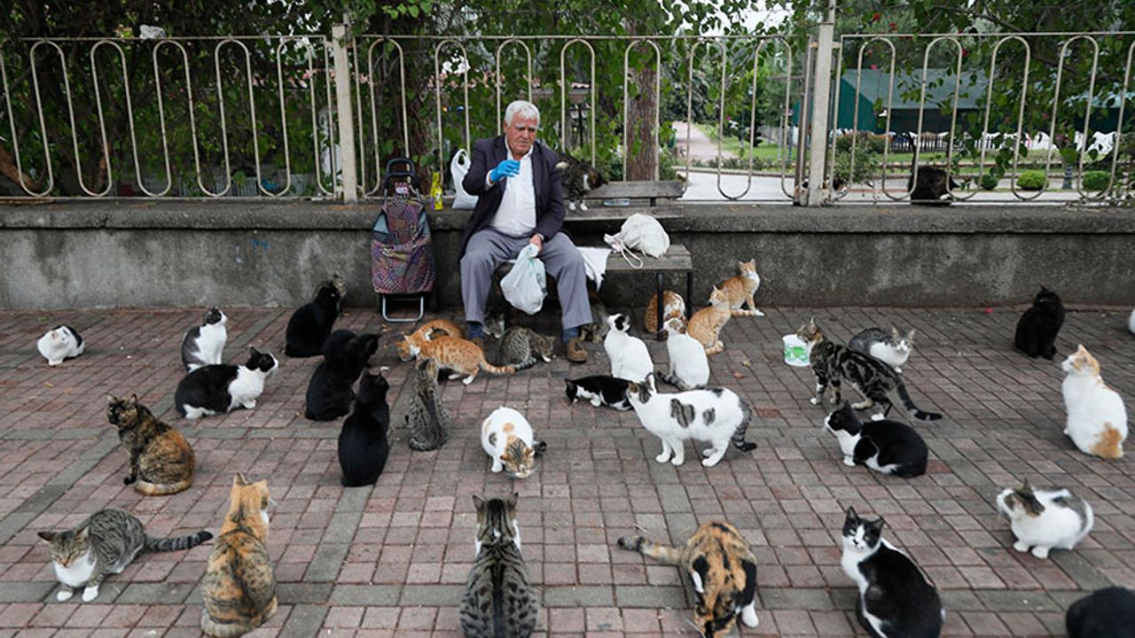 'Kedilerin Babası', Her Sabah 700 Kediye Mama Taşıyor