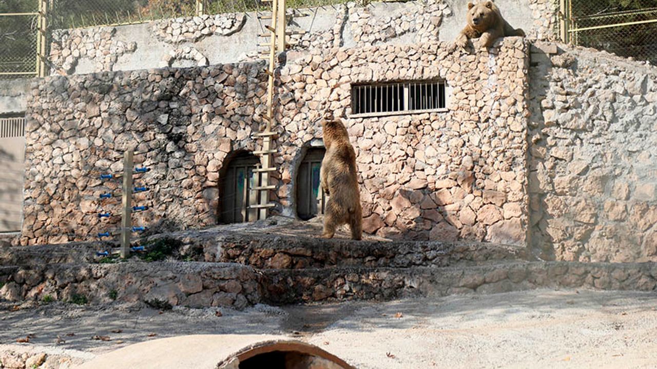 Antalya Hayvanat Bahçesi'ndeki Hayvanlarda 'Yazdan Kalma Günler' Stresi