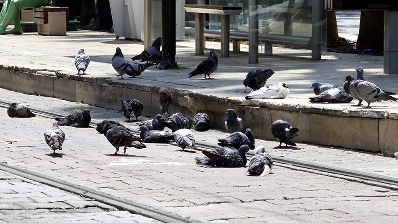 Meydanlarda Beslenen Güvercin Ve Kumrular, 'Kuş Gribi' Tehlikesini Artırıyor