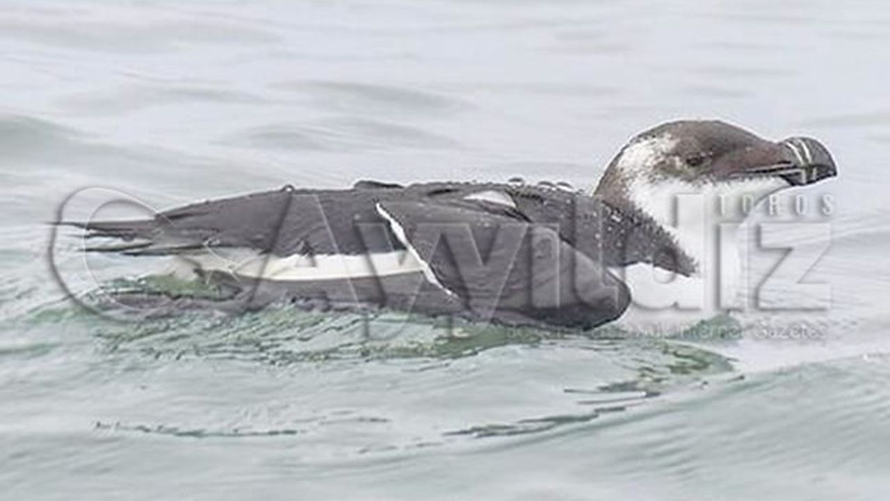 Akdeniz'de 'Ustura Gagalı' Kuşu Aranıyor