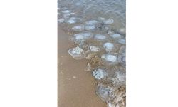 Yumurtalık Lagünü Sahiline Vuran Binlerce Denizanası Görüntülendi