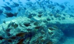 Yapay Resiflerde 'İstilacı Tür' Endişesi