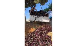 Düşük Fiyat Veren Komisyonculara Kızıp Bir Kamyonet Patlıcanı Çöpe Döktü