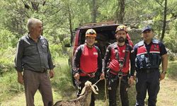 Mahsur Kalan Keçi Kurtarıldı