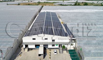  Hem Tropik Meyve Hem De Elektrik Üretiyor