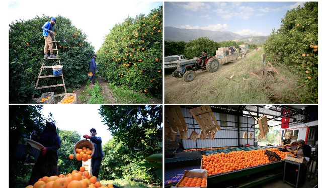 Hasadına Başlanan Finike Portakalının Yüzde 20'si Almanya'ya İhraç Ediliyor