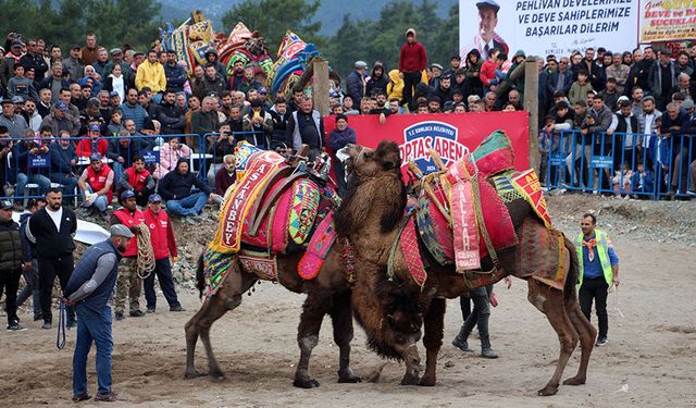 Deve Güreşlerinde Renkli Görüntüler