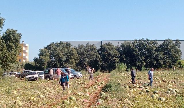 Tarladaki 120 Ton Karpuzunu Hayrına Dağıttı