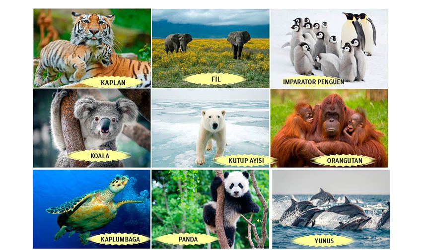 WWF-Türkiye: Yeni Yıl Hediyesi Olarak Nesli Tehlikedeki Türleri Evlat Edinin